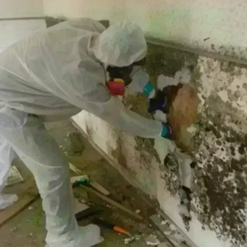 Mold Remediation and Removal in Centerville, UT